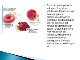 Sel tumbuhan memiliki ciri fisiologi yang berbeda dengan sel hewan jika sel kehilangan air cukup besar, maka ada kemungkinan volume isi sel akan menurun besar sehingga tidak dapat plasmolisis adalah suatu fenomena pada sel berdinding, dimana sitoplasma mengkerut dan. Materi Kuliah Ipa 2 Topik Tekanan Pada Zat Ppt Download