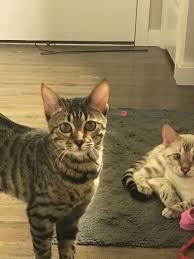 Find 46,065 used cars in ohio as low as $11,477 on carsforsale.com®. Exotic Bengals Of Green Registered Breeder Ohio Bengal Kittens For Sale