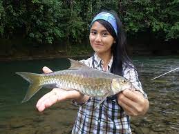 Makanan pertama yang bakal kita bahas sebagai makanan paling mahal di dunia adalah oyster atau tiram. Ikan Sungai Paling Sedap