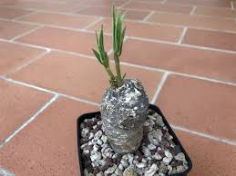 Image result for Stathmostelma fornicatum