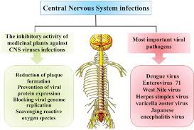 Model of brain with wooden puzzles. Effective Antiviral Medicinal Plants And Biological Compounds Against Central Nervous System Infections A Mechanistic Review Bentham Science
