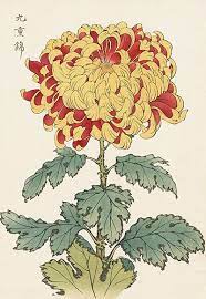 Vintage Japanese Woodblock Prints Japanese Woodblock Printing Botanical Drawings Japanese Art