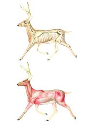 Webdeeranatomy Jpg 960 1280 Animaux Animation Animalier