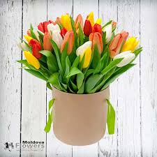 Buchetele din flori de primavara aduc cu ele in orice situatie ,zambete si bucurie. Buchet De 21 Lalele Mixte In Cutie De PÄƒlÄƒrii Livrare In AceeaÈ™i Zi La ChiÈ™inÄƒu