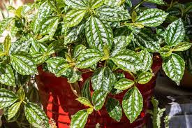 Image result for Pilea cadierei