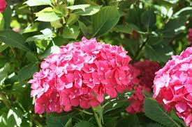 For hydrangea blooms to be pink, the plants must not take up aluminum from the soil. Espoma Fix It To Nix Hydrangea Problems Espoma