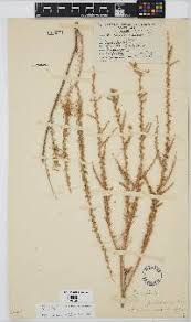 Image result for Grangea anthemoides