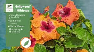 Image result for Hibiscus engleri