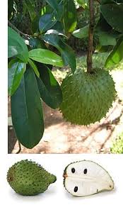 Image result for Annona muricata