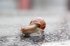 How To Get Rid Of Snails Snails In Garden Pet Snails Snail
