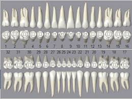 Open Dental Software Graphical Tooth Chart