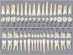 open dental software graphical tooth chart