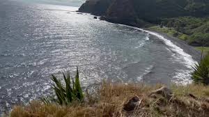 Image result for Alinula peteri