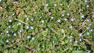 Although marijuana plants are becoming legal in most parts of the world. Dr Dirt Low Growing Weed Escapes Reach Of Lawn Mower Blade