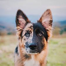 Dogs Dog Mixes German Shepherd Dogs