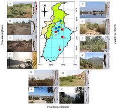 Image result for Cenchrus biflorus