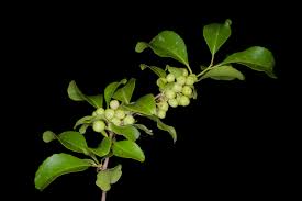 Image result for Gymnosporia maranguensis