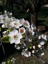 Image result for Pycreus pauper