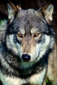 Black And Brown Wolves Wolf By Felix Velarde 500px Wolf Dog Grey Wolf Wolf Face