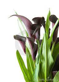 Dark Purple Black Calla Lily Plant Lily Plants Calla Lily Black Calla Lily