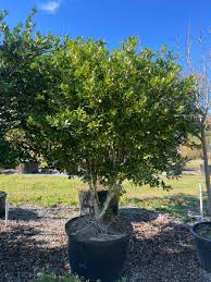 Image result for Ligustrum
