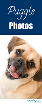 Black And Tan Puggle Puggle Photos Pets Pugs Dogs