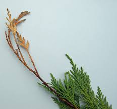 Image result for kabatina thujae