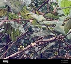 Image result for Bellucia pentamera