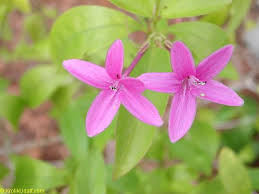 Image result for Eranthemum laxiflorum