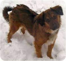 Not sure what pet is right for you? Latrobe Pa Australian Shepherd Meet Pebbles A Pet For Adoption