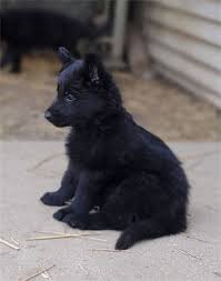 German shepherd puppy pictures, pedigrees, gsdca, german shepherder trainer, german shepherd breeder, german shepherd puppies. Jasminepup Noah S Dog Warriors Rp Wiki Fandom