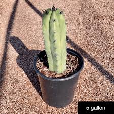 Image result for Myrtillocactus geometrizans