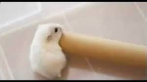 Hamster Hole Gif Hamster Hole Cardboard Roll Discover Share Gifs