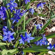 Image result for Scilla