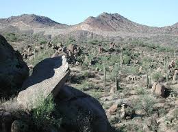 Image result for Tragia lasiophylla