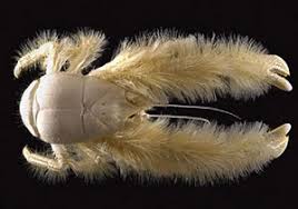 Image result for Craterostigma hirsutum