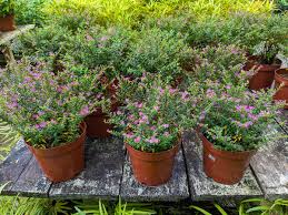 Image result for Cuphea hyssopifolia