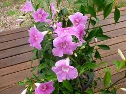 Climbing plants with flowers australia. Creepers Australia Free Delivery Patase Com Tr