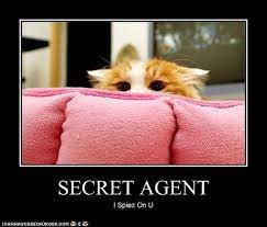 Are Cats Sneaky