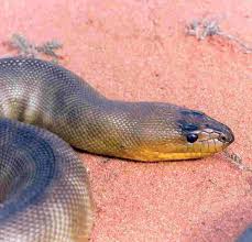 Bradbury was concerned about buzz attacking her cats, even though they run away from the vulture. Woma Python Shark Bay