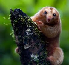 Behold The Tiny Silky Anteater Imgur Cute Animals Animals Beautiful Weird Animals
