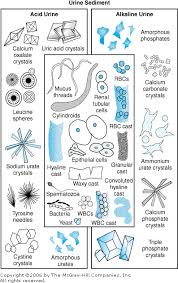 Lab Chart Vet Tech Student Medical Lab Technician Vet Med