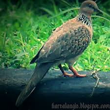 73 Gambar Burung Derkuku Kekinian Gambar Pixabay