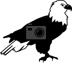 As darkness sets is the ir has not turned on we have eagle on the skywalk and it is a perfect silhouette eagle. Bald Eagle Silhouette Sitting Leinwandbilder Bilder Flugel Piktogramm Hawk Myloview De