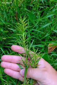 Image result for Scleria gracillima