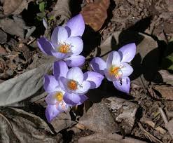 Image result for Crocus speciosus