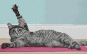 We have compiled here a huge list of really cool names for cats which we hope will help you to find the right one for your cool cat. The 300 Top Names For Female Cats Cuteness