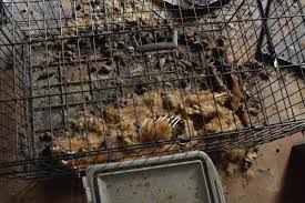 3,196 likes · 32 talking about this · 16 were here. Police Photos From Raids On No Kill Animal Rescues Peta