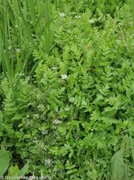 Image result for Berula erecta