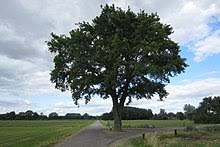 Check spelling or type a new query. Oak Wikipedia
